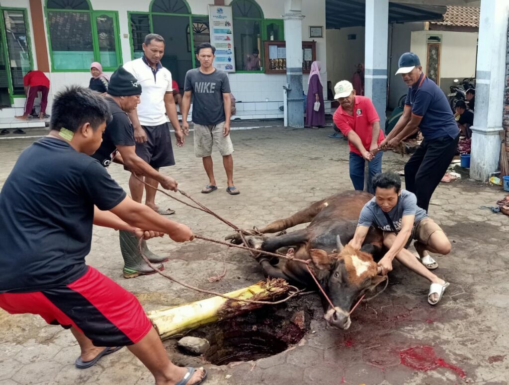 Penyembelihan hewan kurban LDII Lumajang 2026 di masjid bawah naungan DPD LDII