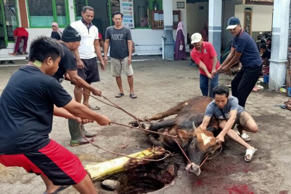 Penyembelihan hewan kurban LDII Lumajang 2026 di masjid bawah naungan DPD LDII